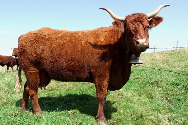 vache-salers